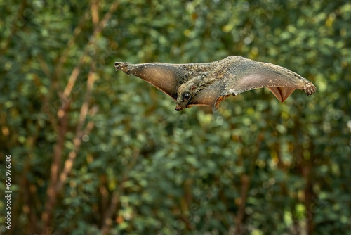 Flying lemur in the rainforest of Java, Indonesia.