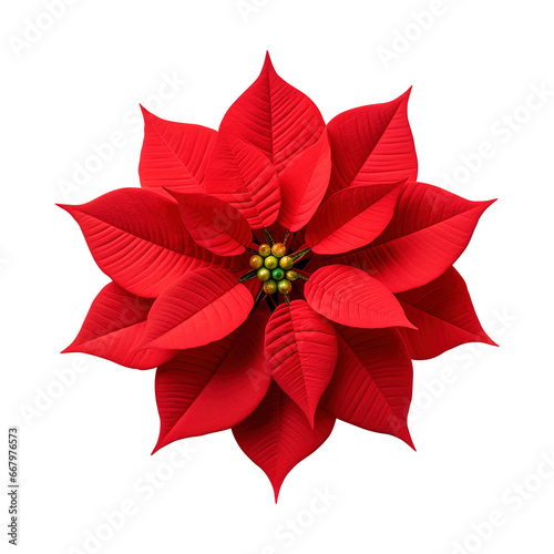 red poinsettia flower isolated on transparent background Remove png  Clipping Path