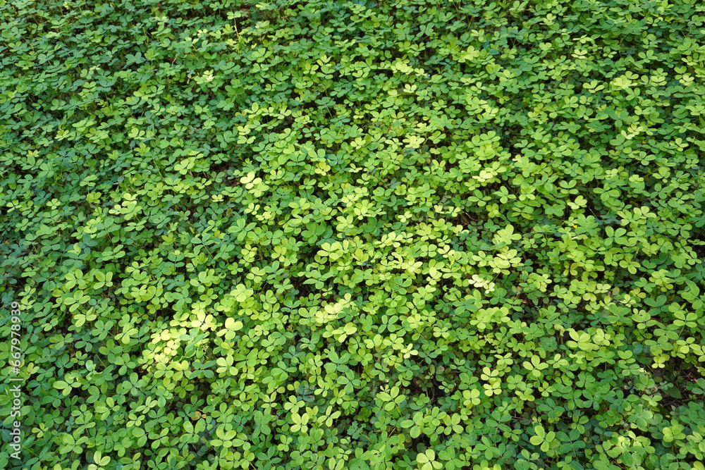 Green peas carpet lawn in garden. Summer green background Green peas carpet lawn in garden. Summer green background