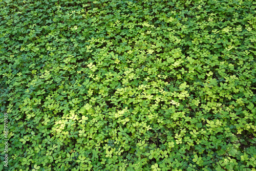 Green peas carpet lawn in garden. Summer green background