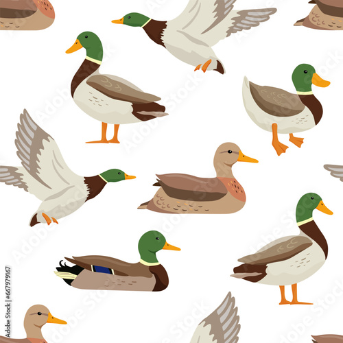 Seamless vector pattern with flying and swimming ducks. Vector flat illustrations pond bird on white background