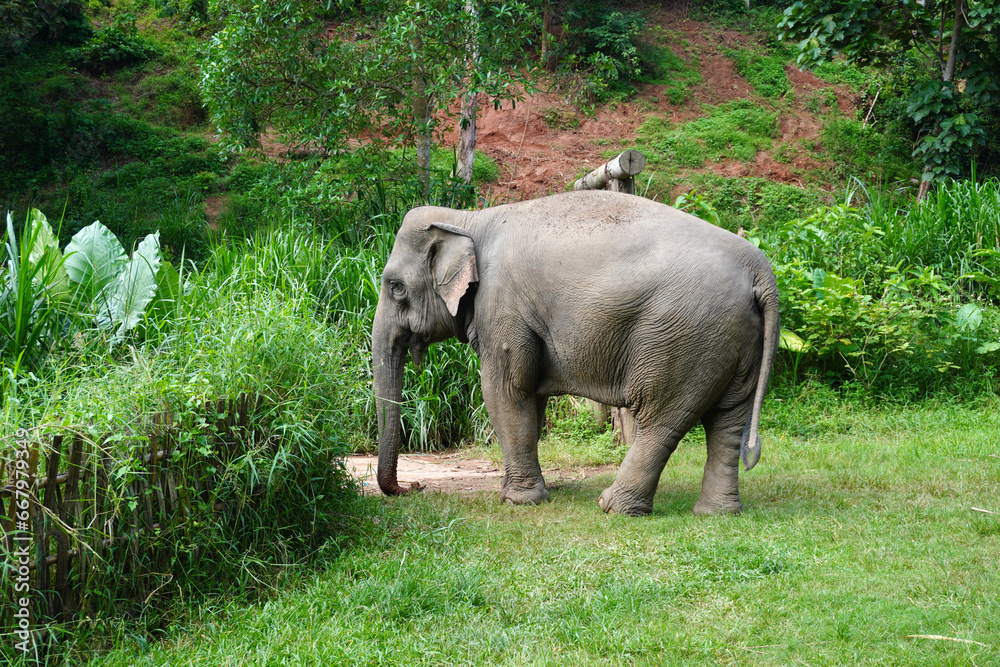 Beautiful Thai elephant, Selective focus.