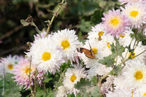 Butterfly on the flower at park