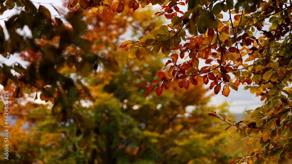 Autumn landscape 4K video. Beautiful orange hardwood forest during a fall day. Close up wide angle view. Autumn landscape 4K video. Beautiful orange hardwood forest during a fall day. Close up wide angle view.