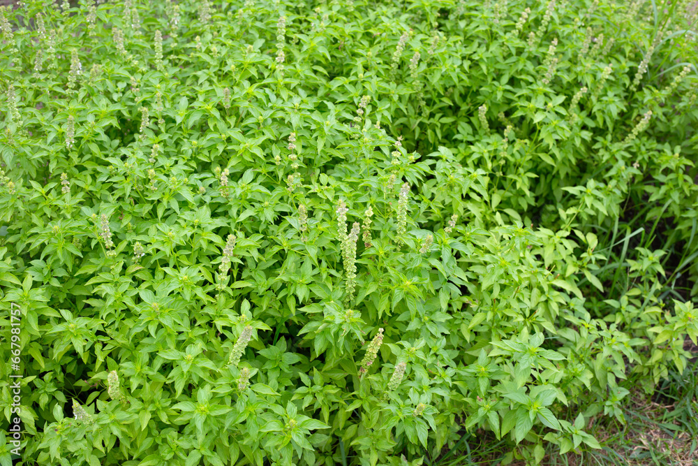 Lemon basil, Hoary basil, Hairy basil