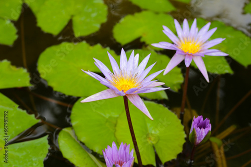 Beautiful purple white waterlily or lotus flower with green leaves