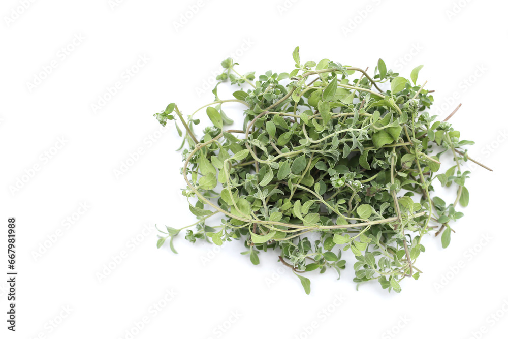 Fresh marjoram on white background. Fresh marjoram on white background.