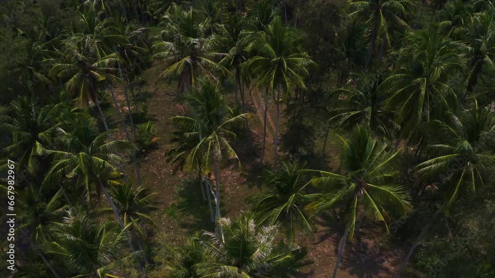 Tall palm trees with green leaves in grove on sandy Koh Kood beach. Tall palm trees with green leaves in grove on sandy Koh Kood beach.