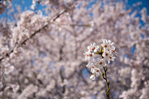 cherry tree blossom