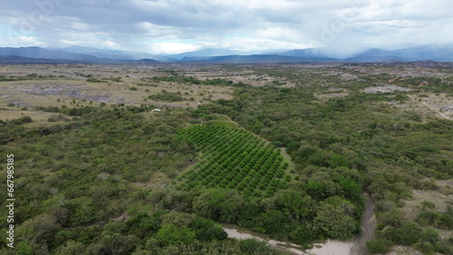 Obraz na płótnie cultivo de limon
