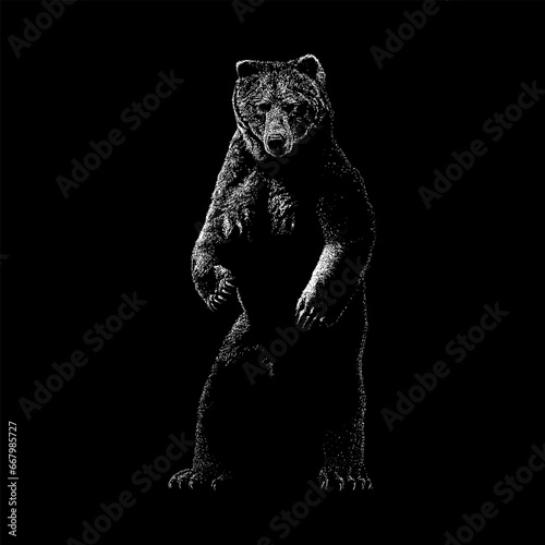 Kodiak Bear hand drawing vector isolated on black background. © tya studio