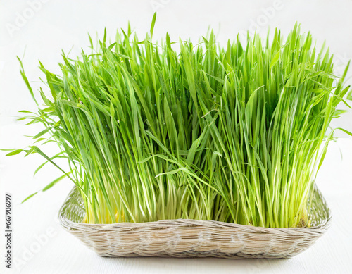 green wheatgrass in a bowl