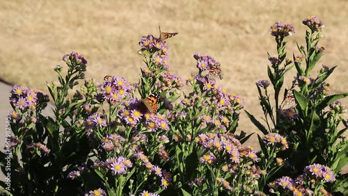 butterflies on purple flowers