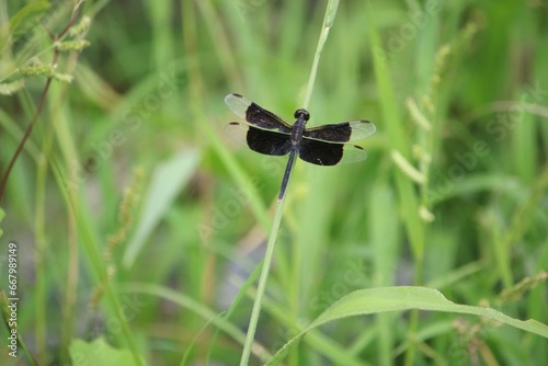 Black dragonfly on the grass