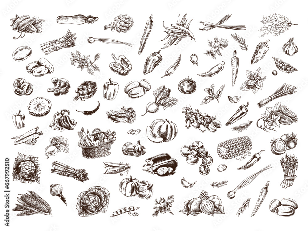 A hand-drawn set of vegetables and greenery in sketch style. Vector  vegetables. Vintage doodle illustration. Sketch for cafe menus and labels. The engraved image. Harvesting.
