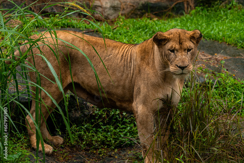 Fototapeta Naklejka Na Ścianę i Meble -  A portrait of a lioness standing in grass in a park in Africa
