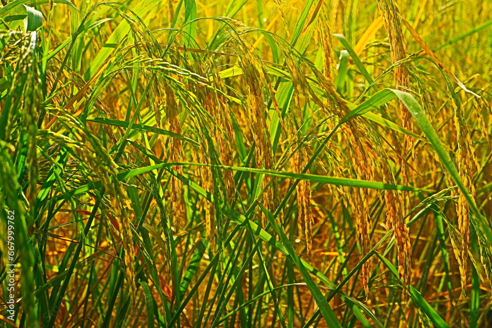 Obraz premium green rice field