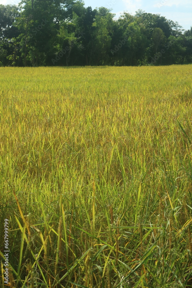 Field of ripe rice 