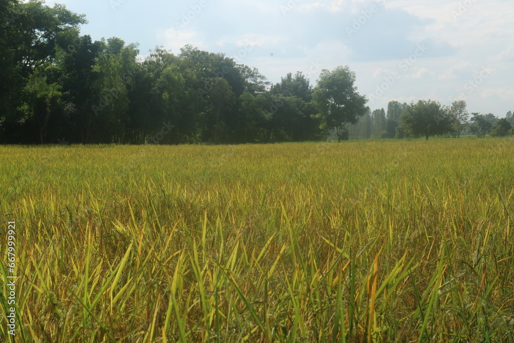 rice field landscape 
