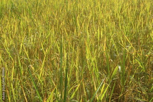 Rice field background texture 