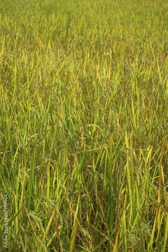 rice field background 