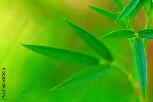 natural green grass background texture 