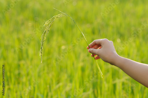 Hand holding a green rice ear with green rice fields background.