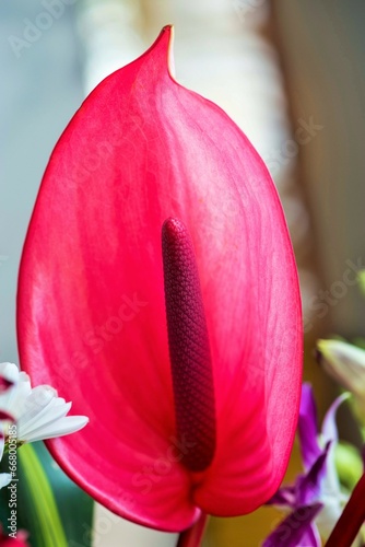 Anthurium Xavia, Anthurium andraeanum, red flower photo