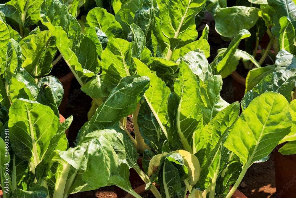 Obraz premium Swiss Chard, spinach, beet, silver beet, Seakale beet, Chard