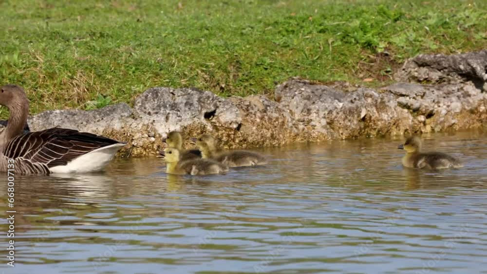 Family of greylag geese with small babies. The greylag goose, Anser anser is a large goose species of the waterfowl family Anatidae Family of greylag geese with small babies. The greylag goose, Anser anser is a large goose species of the waterfowl family Anatidae