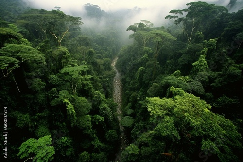 Lush expanse of rainforest overhead. Generative AI © Moriko