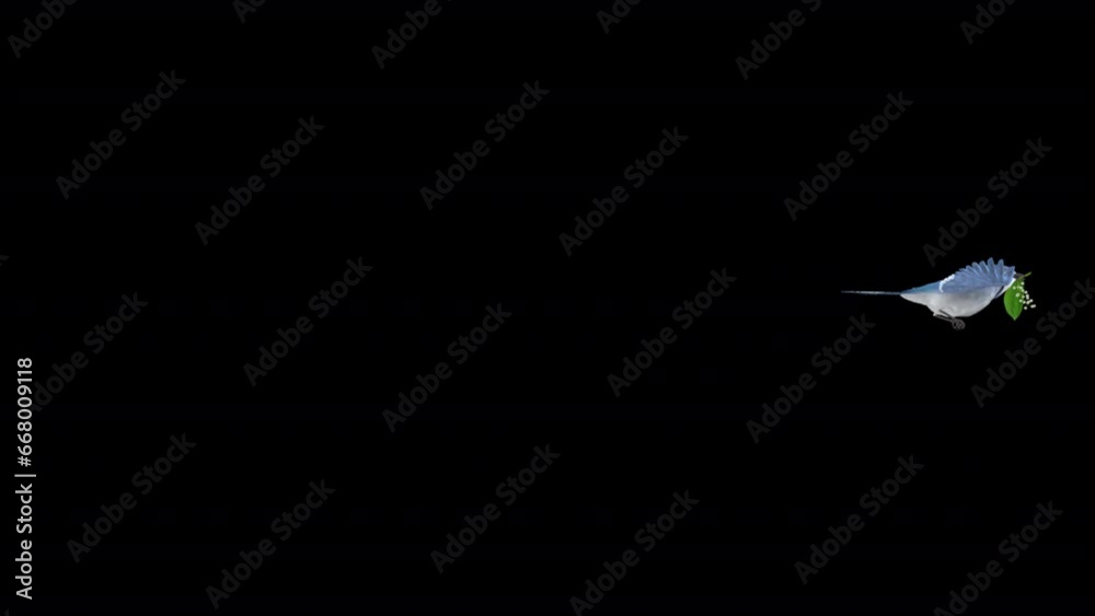 Blue Jay Bird with White Lily Flower - Flying Transition 01 - Realistic 3D animation isolated on transparent background with alpha channel
