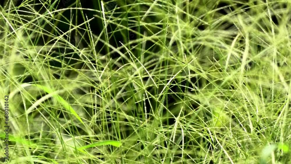 Nature is always very dynamic Nature is always very dynamic