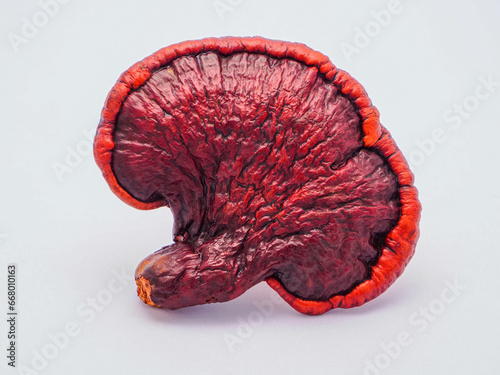 Healthy medicinal reishi mushroom on white background 