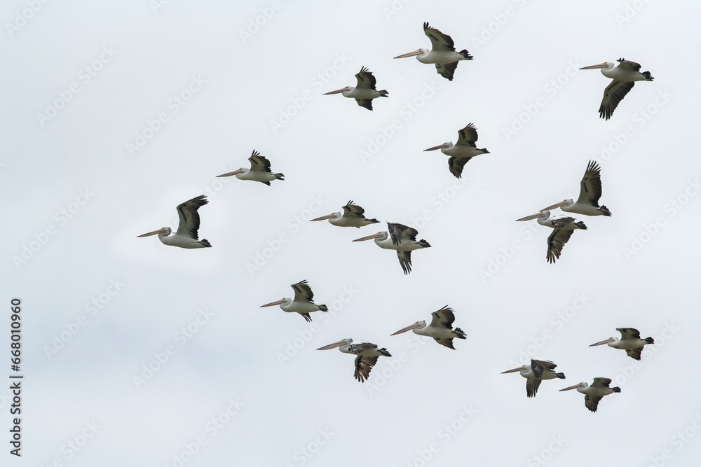 A flight of Australian pelicans in profile.
