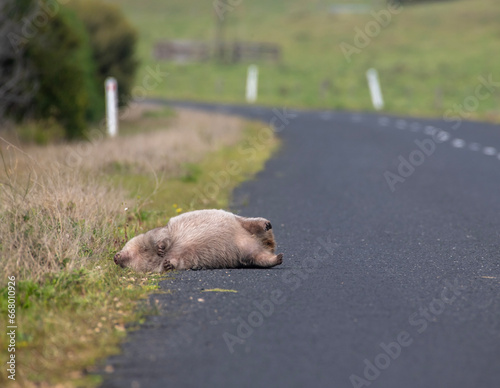 An Australian wombat lies dead beside a road in rural Victoria. Many slow-moving wombats are killed by cars.
