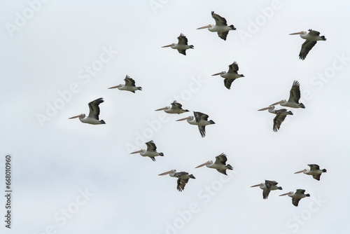 A flight of Australian pelicans in profile.