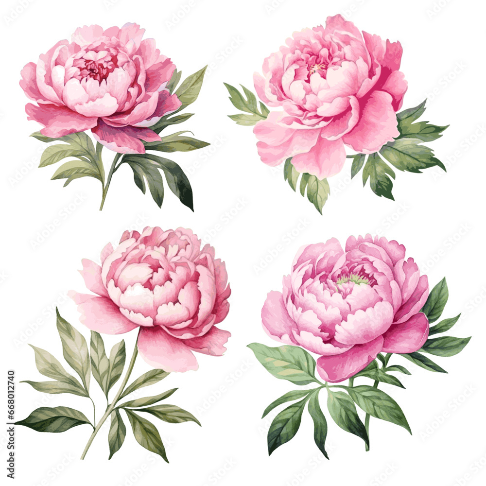 Pink peony flowers with leaves watercolor paint on white