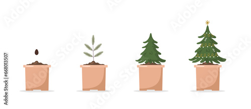 Growing Christmas tree in pot. Festive green spruce grown from seeds in container. Stages of growth of fir. Eco friendly home decoration on white background. Vector illustration in flat cartoon style.