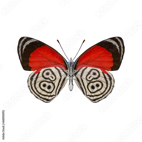 Diaethria Clymena Butterfly PNG photo