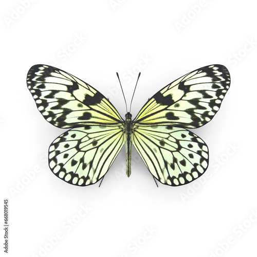 Tree Nymph Butterfly PNG