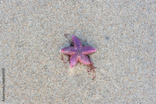 Fototapeta Naklejka Na Ścianę i Meble -  Pink Seastar on the Tranquil Baltic Sea Beach