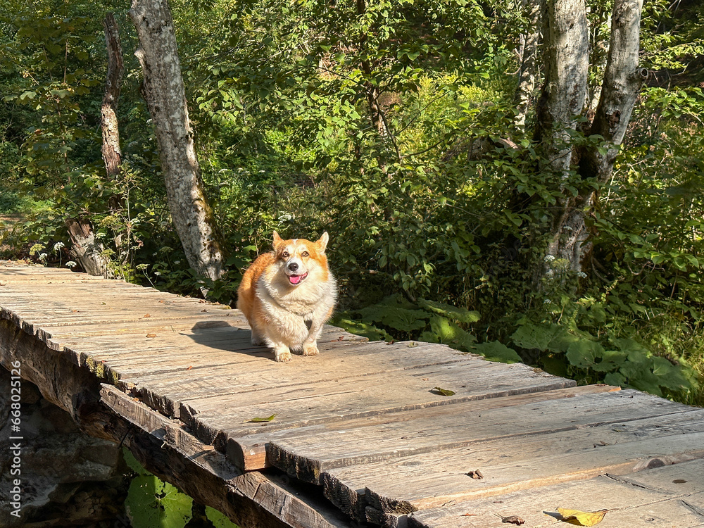 Very fluffy corgi dog stands on a wooden bridge, looks aside and smiles