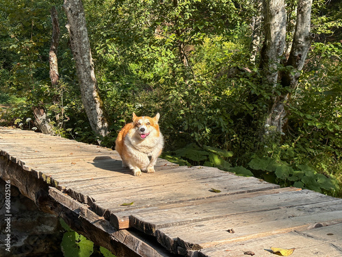 Very fluffy corgi dog stands on a wooden bridge, looks aside and smiles © Maryna