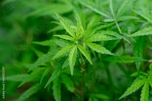 Closeup green cannabis leaves for background