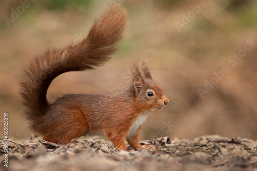 A close up of a red squirrel with ear tufts. It is taken from ground level and shows its bushy tail. A natural out of focus background with space for text.