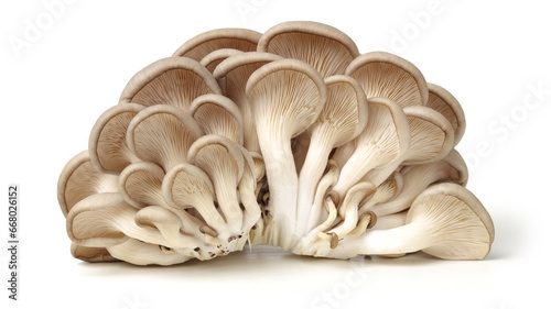 oyster mushroom on white background