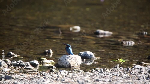 カワセミ　カワセミのオスが水辺の石の上で休息し飛び立つ photo