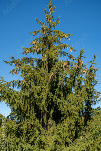 Picea abies. Common, European or Norway spruce, with its hanging cones.