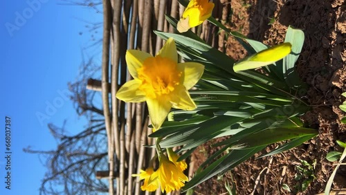 Large yellow daffodils bloomed in a flower bed in a garden with a wooden fence. Vertical video